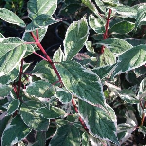 drieň biely sibirica variegata, cornus alba sibirica variegata, drieň biely sibirica, cornus alba sibirica