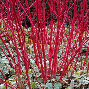 drieň biely sibirica variegata, cornus alba sibirica variegata, drieň biely sibirica, cornus alba sibirica