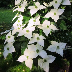 drieň japonský chinensis, cornus kousa chinensis, drieň japonský, drieň chinensis, drieň, drien, cornus kousa, drieň japonský chinensis tvar viackmeň, drieň viackmeň