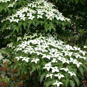 drieň japonský chinensis, cornus kousa chinensis, drieň japonský, drieň chinensis, drieň, drien, cornus kousa