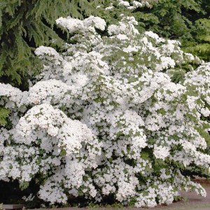 drieň japonský chinensis, cornus kousa chinensis, drieň japonský, drieň chinensis, drieň, drien, cornus kousa