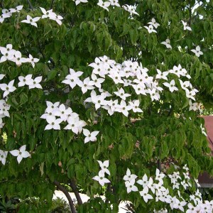 drieň japonský chinensis, cornus kousa chinensis, drieň japonský, drieň chinensis, drieň, drien, cornus kousa