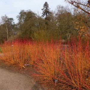 drieň krvavý annys winter beauty, cornus sanquinea annys winter beauty, drieň krvavý, drieň krvavá, drieň, drieň annys winter beauty, drieň krvavý midwinter fire 100-120cm