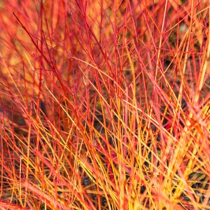 drieň krvavý annys winter beauty, cornus sanquinea annys winter beauty, drieň krvavý, drieň krvavá, drieň, drieň annys winter beauty