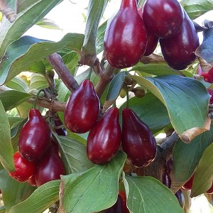 drieň obyčajný, drieň, cornus, cornus mas