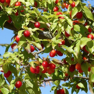 drieň obyčajný, drieň, cornus, cornus mas