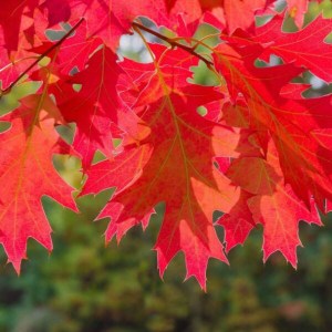 dub červený, quercus rubra, dub cerveny, dub, duby, quercus, sadenica dub červený, sadenica quercus rubra, sadenice dubu, sadenice dubov, výsadba dubu, výsadba dubov, dub červený 300-350cm