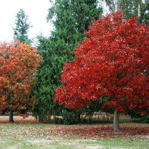 dub červený, quercus rubra, dub cerveny, dub, duby, quercus, sadenica dub červený, sadenica quercus rubra, sadenice dubu, sadenice dubov, výsadba dubu, výsadba dubov, dub červený 400-450cm