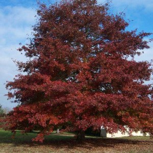 dub červený, quercus rubra, dub cerveny, dub, duby, quercus, sadenica dub červený, sadenica quercus rubra, sadenice dubu, sadenice dubov, výsadba dubu, výsadba dubov, dub cerveny 150-170cm