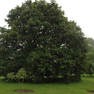 dub letný, quercus robur, dub letny, dub, duby, quercus, dub letný 180-200cm