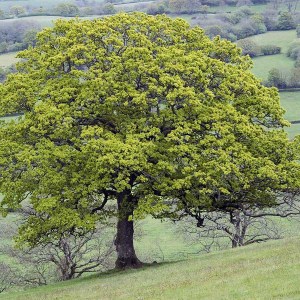 dub letný, quercus robur, dub letny, dub, duby, quercus, dub letný 120-150cm