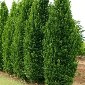 Quercus robur Fastigiate Koster 300-350cm, dub letný Fastigiate Koster, stĺpovitý dub, okrasný dub, dub do záhrady, listnatý strom, úzky strom, solitérny strom, alejové stromy, okrasné dreviny