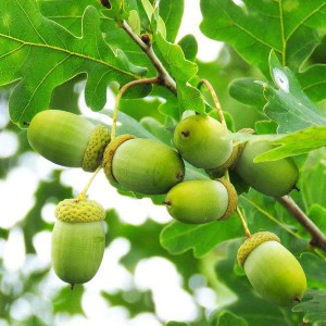 dub letný fastigiata 350-400cm, quercus robur fastigiata, dub letny fastigiata