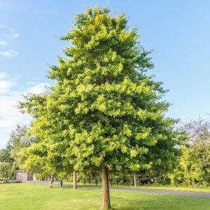 dub močiarny, quercus palustris, dub, duby, dub mociarny, quercus