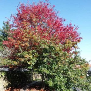 dub močiarny, quercus palustris, dub, duby, dub mociarny, quercus, dub 250-300cm