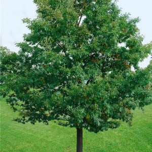 dub zimný, quercus petraea, dub  zimny, dub, duby, quercus, sadenica dub zimný, sadenica quercus robur, sadenice dubu, sadenice dubov, výsadba dubu, výsadba dubov, dub zimný 300-350cm