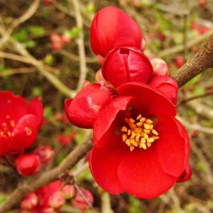 dulovec speciosa fire dance, chaenomeles speciosa fire dance, dulovec speciosa, dulovec fire dance, dulovec, chaenomeles speciosa, chaenomeles fire dance