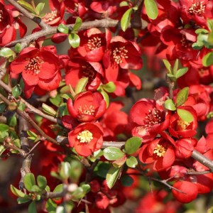 dulovec speciosa red joy. chaenomeles speciosa red joy, dulovec, dulovec speciosa, dulovec red joy, chaenomeles speciosa, chaenomeles red joy