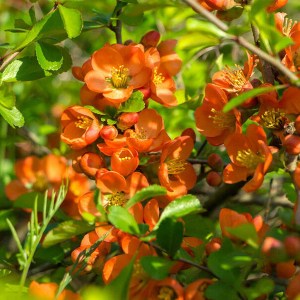 dulovec superba orange trail, chaenomeles superba orange trail