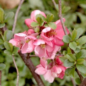 dulovec superba pink lady, chaenomeles superba pink lady, dulovec, dulovec pink lady, chaenomeles superba, chaenomeles pink lady