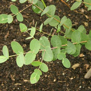 eukalyptus gunniho, eukalyptus, eucalypthus, eucalyptus gunii, eukalyptus gunniho azura, eucalyptus gunii azura, eukalyptus azura, eucalypthus azura