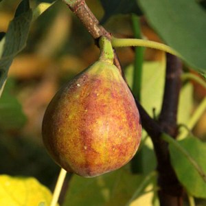 figovník francuesco, ficus carica francuesco, figovník, figovnik