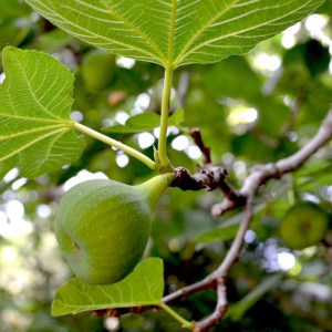 figovník francuesco, ficus carica francuesco, figovník, figovnik