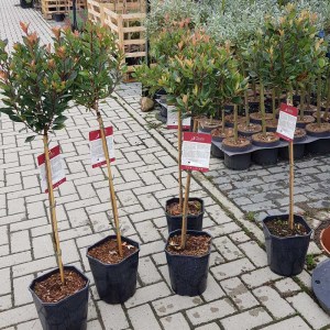 fotínia fraseri chico na kmienku tvar guľa, malá červienka, photinia fraseri chico na kmienku tvar guľa, fotínia, fotinia, fotínia chico