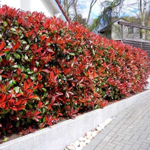 fotínia fraseri camilvy, photinia fraseri camilvy, fotínia, fotinia camilvy