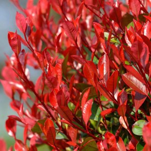 fotínia fraseri carre rouge, photinia fraseri carre rouge, fotínia, fotinia carre rouge