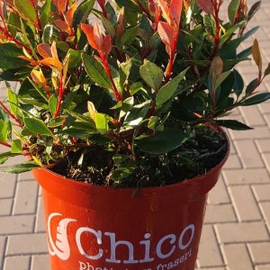 fotínia chico, photinia fraseri chico, fotínia, fotinia, chico