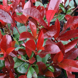 fotínia fraseri red robin, photinia fraseri red robin, fotínia, photinia, fotínia red robin, červená fotínia