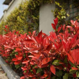 fotínia fraseri red robin, photinia fraseri red robin, fotínia, photinia, fotínia red robin, červená fotínia