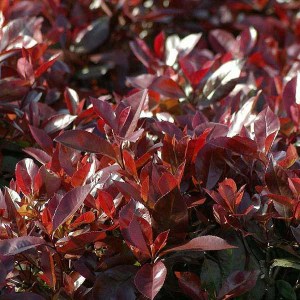 Fotínia fraseri Red Robin. Photinia fraseri Red Robin.