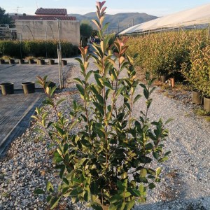 fotínia fraseri toscana, photinia fraseri toscana, fotínia toscana, toscana, photinia fraseri, photinia toscana