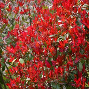 fotínia fraseri volcano, photinia fraseri volcano, fotínia volcano, photinia volcano, volcano