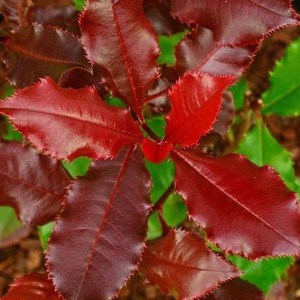 fotínia fraseri volcano, photinia fraseri volcano, fotínia volcano, photinia volcano, volcano