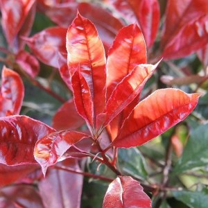 fotínia fraseri volcano, photinia fraseri volcano, fotínia volcano, photinia volcano, volcano