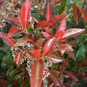 fotínia fraseri camilvy, photinia fraseri camilvy, fotínia, fotinia camilvy, fotinie