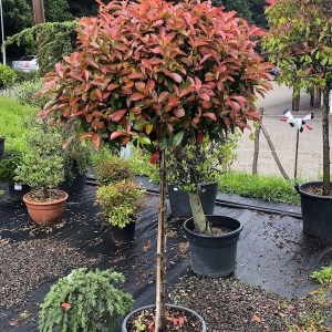 fotínia fraseri little red robin na kmienku tvar guľa, malá červienka, photinia fraseri little red robin na kmienku tvar guľa, fotínia, fotinia, fotínia little red robin 