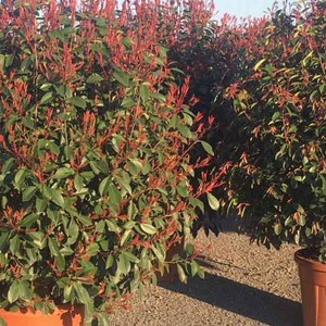 fotínia fraseri little red robin tvar guľa, malá červienka, photinia fraseri little red robin tvar guľa, fotínia, fotinia, fotínia little red robin, malá fotínia, nízka fotínia