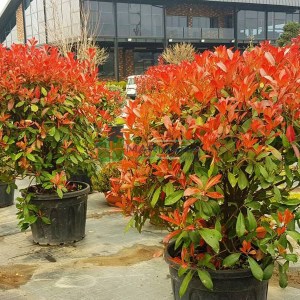 fotínia fraseri carre rouge tvar guľa, photinia fraseri carre rouge, fotínia carre rouge, photinia carre rouge, fotínia, fotinie