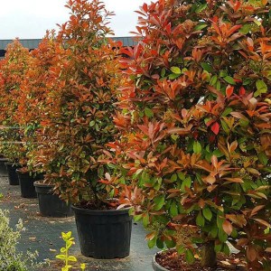 fotínia fraseri compacta tvar kužeľ, photinia fraseri compacta, photinia compacta, fotínia compacta, compacta, fotínia fraseri