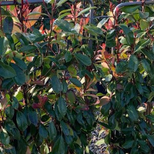 fotínia fraseri compacta tvar kužeľ, photinia fraseri compacta, photinia compacta, fotínia compacta, compacta, fotínia fraseri