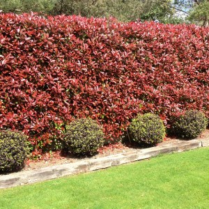 fotínia fraseri red robin, photinia fraseri red robin, fotínia, photinia, fotínia red robin, červená fotínia