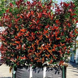 fotínia fraseri compacta tvar kužeľ, photinia fraseri compacta, photinia compacta, fotínia compacta, compacta, fotínia fraseri