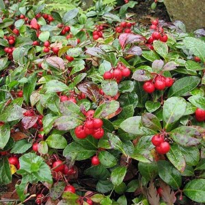 gaultéria ležatá, gaultéria, gaulteria, gaulteria lezata, gaultheria. gaultheria procumbens