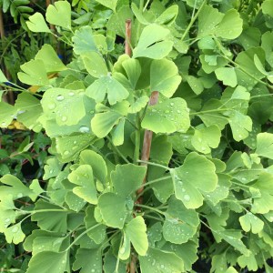 ginko biloba eifel, ginkgo biloba eifel, ginko eifel, eifel