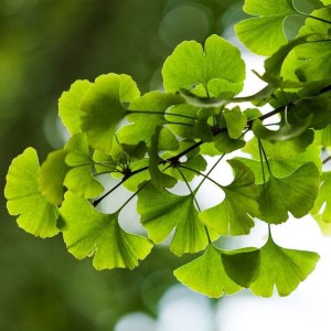 ginko biloba saratoga, ginko, ginkgo, ginko biloba, biloba, ginko viackmeň, ginko viackmen