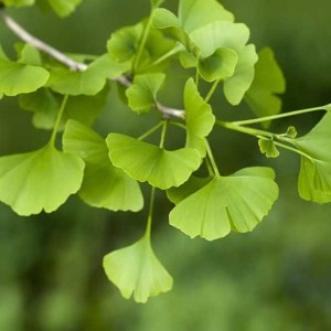 ginko dvojlalocne simon, ginkgo biloba simon, ginko, ginko biloba, ginkgo